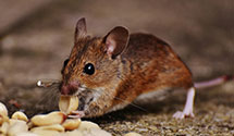 24 Hour & Emergency Exterminators in Twentynin Plm, CA